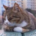 Retour sur le forum dédié aux animaux